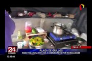 Trujillo: grillos invaden a damnificados por fenómeno de “El Niño Costero”