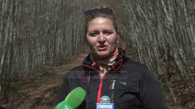 Rikthehen kafshët, moratoriumi mbush pyjet - Top Channel Albania - News - Lajme