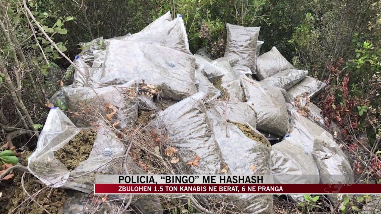 Zbulohen 1.5 ton kanabis në Berat, 6 në pranga - News, Lajme - Vizion Plus