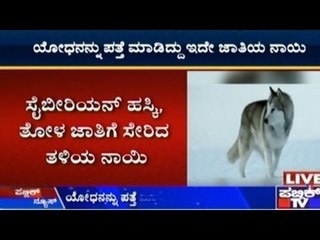 Siberian Husky Dogs Save Siachen Soldier Hanumnthappa