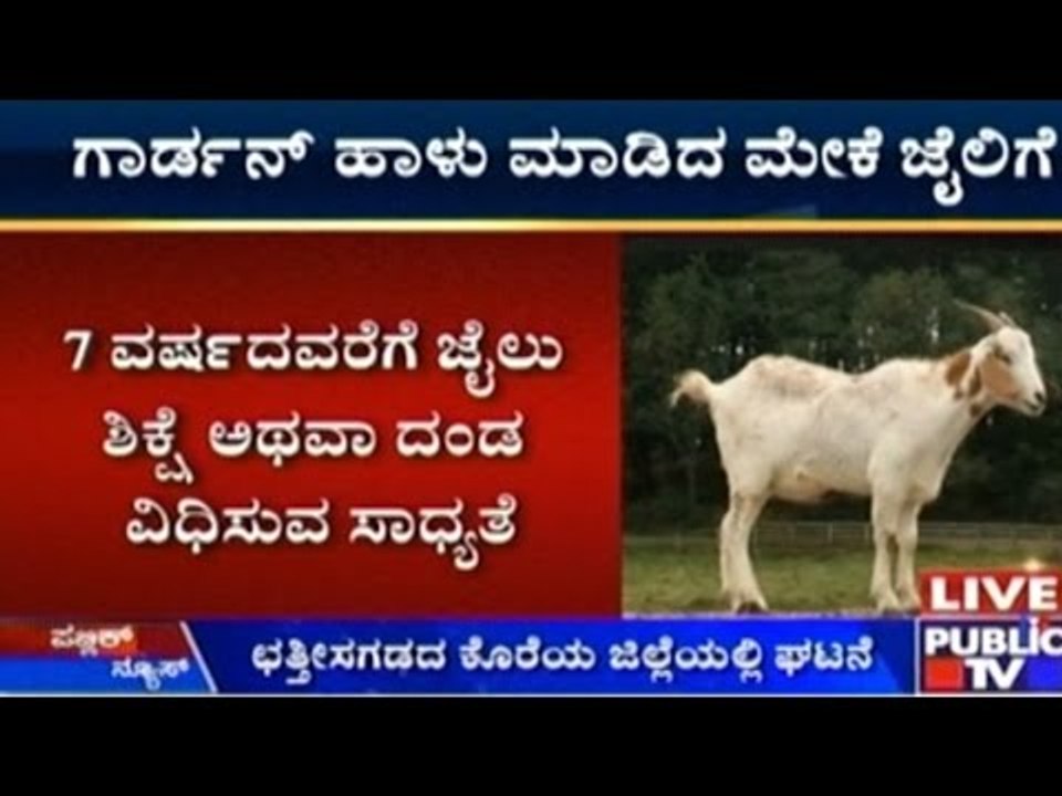 Goat Arrested For Trespassing Lawyer's Garden May Face Jail Upto 7 Years
