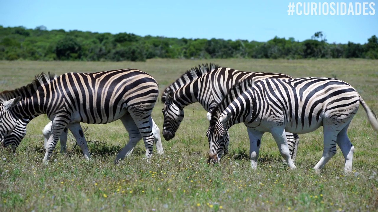 ¿Blancas con rayas negras? ¿Negras con rayas blancas? Así son en realidad las cebras