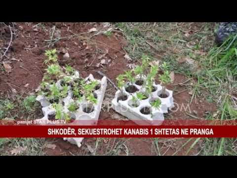 SHKODËR, SEKUESTROHET KANABIS 1 SHTETAS NE PRANGA
