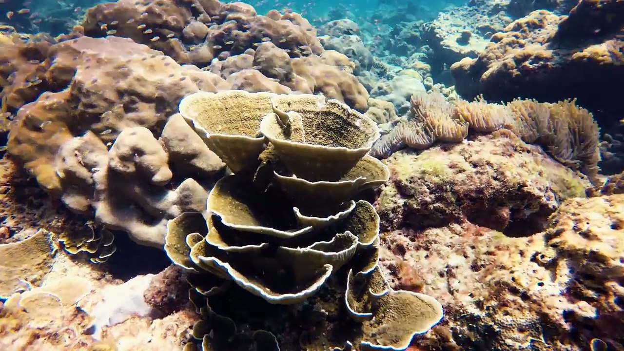 Discover Thailand  snorkeling in Ko Phi Phi Leh