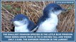 Penguins  7 Interesting Facts about Aquatic, Flightless Birds