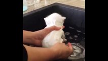 Funny Cats Enjoying Bath _ Cats That LOCompilation