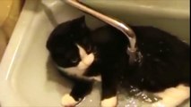 Funny Cats Enjoying Bath _ Cats That LOVE Water Compilation