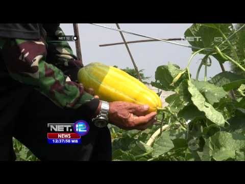 Jelang Ramadhan, Permintaan Timun Suri di Bandung Meningkat - NET12