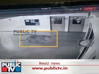 Leopard Spotted Inside Bengaluru School - CCTV Visuals EXCLUSIVE