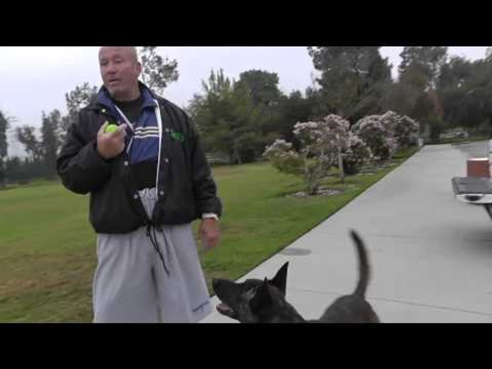 Boxing Trainer is also a dog trainer