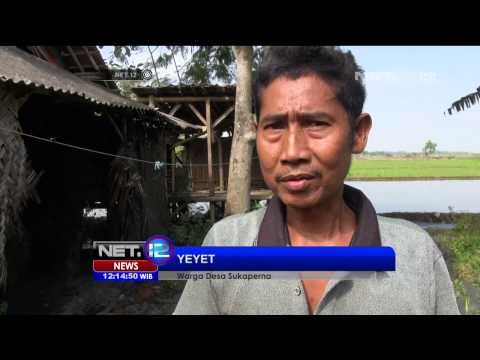 Semburan Lumpur Muncul di Indramayu NET12