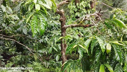 Homestay in Chikmagalur Coffee Estate Jeep Drive - Mekanagadde Homestay Part 1