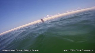 White Shark 0 Seal 1 - Cape Cod