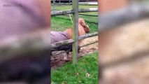 Funny Horses 2017 [Funny Pets]e