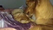 Funny Cats Video - Cat and Dog - True Lo2