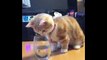 Best Cats Fishing Fails _ Cats Try To Catch Fish Compilationa