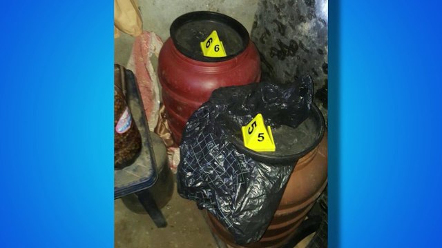 KAPET KANABIS DHE HEROINE, AKSIONE ANTIDROGE NGA POLICIA NE FUSHE KRUJE, DURRES DHE FIER LAJM