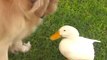 Un couple de meilleurs amis assez insolite : un chien et un canard