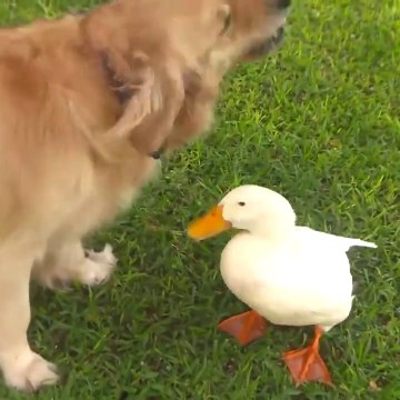 Un couple de meilleurs amis assez insolite : un chien et un canard