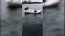 Ce phoque a volé un bateau... hahah