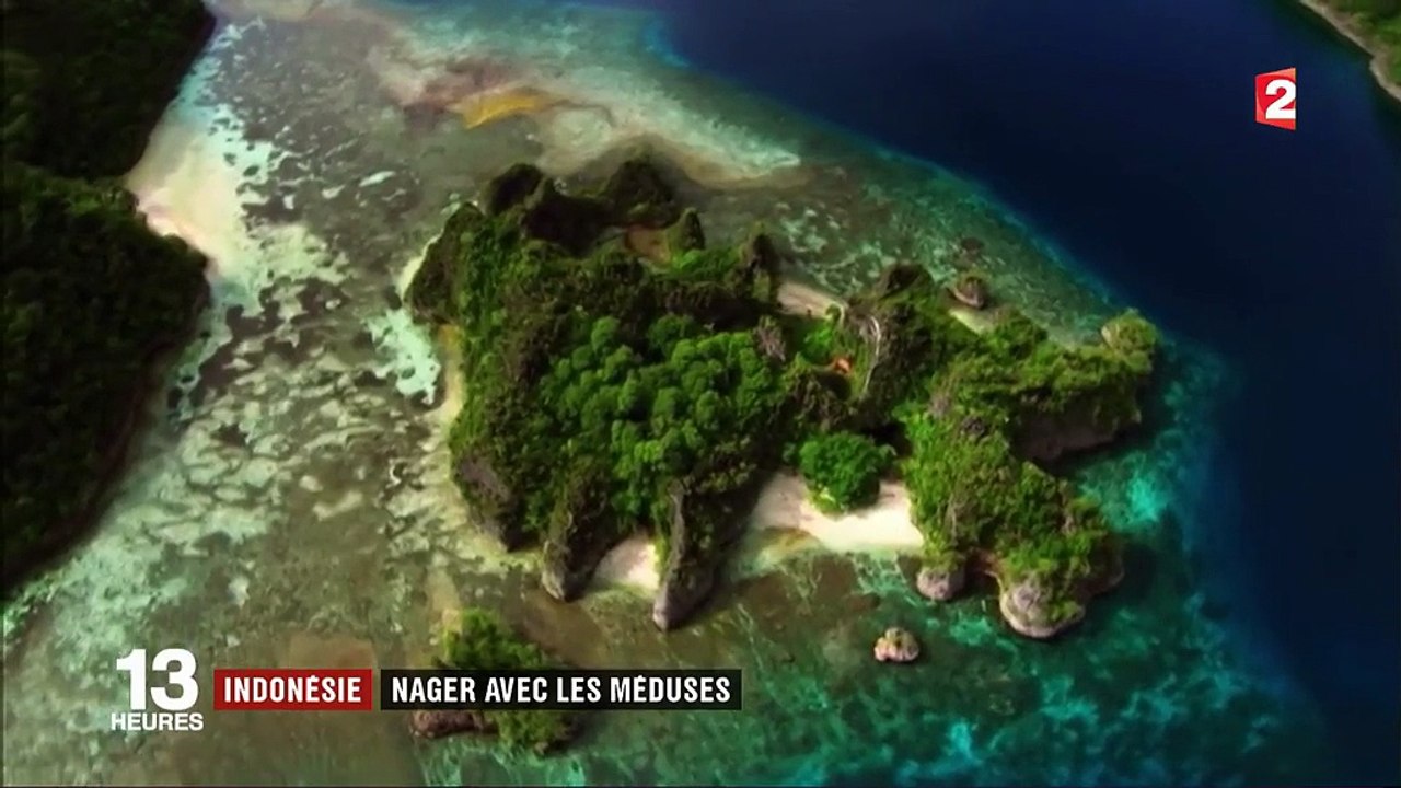 Indonésie : nager avec les méduses à Kakaban