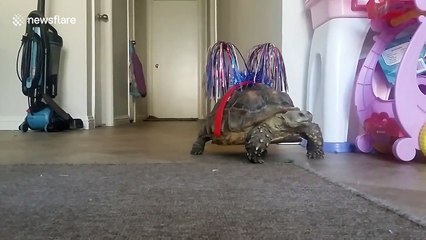 Tortoise arrives late for 4th of July celebrations