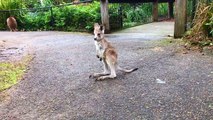 Ce bébé Kangourou fait ses premiers sauts ! Trop Mignon !