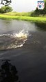 Cette fillette saute dans l'eau à 1 mètre d'un crocodile !!
