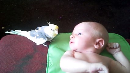 Ce perroquet chante une comptine à ce bébé pour dormir !