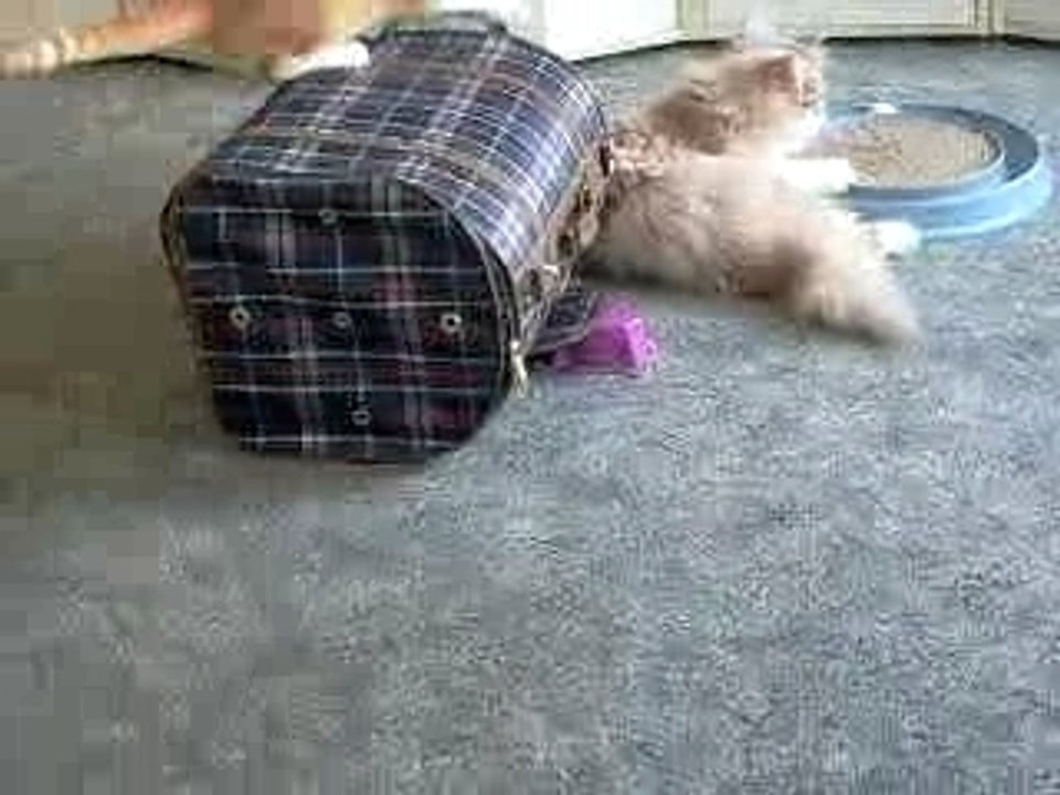 Lucky und Lumisch