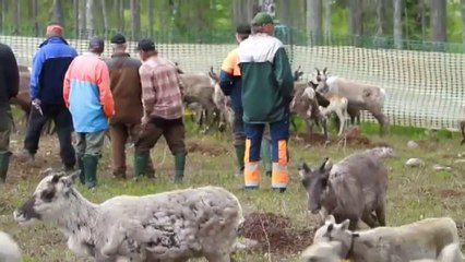 Suedi, qyteza refuzon lejen e paguar për seks - Top Channel Albania - News - Lajme
