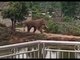 Meanwhile in China: Wild elephants leave forest & stroll through village