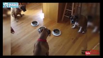 Best Trained & Disciplined Pitbull Dogs