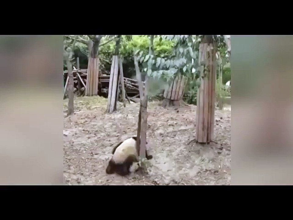 The Best Funny Fail Compilation 2017
