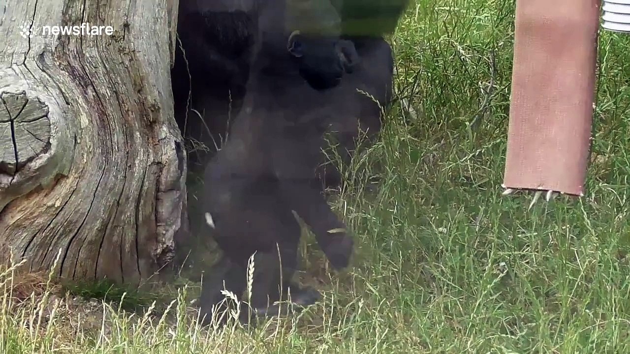 Baby gorilla is too cute