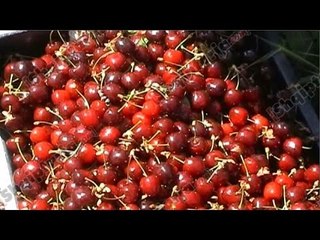 Report TV - Fier, mungesa e tregut po penalizon tregtarët e qershive