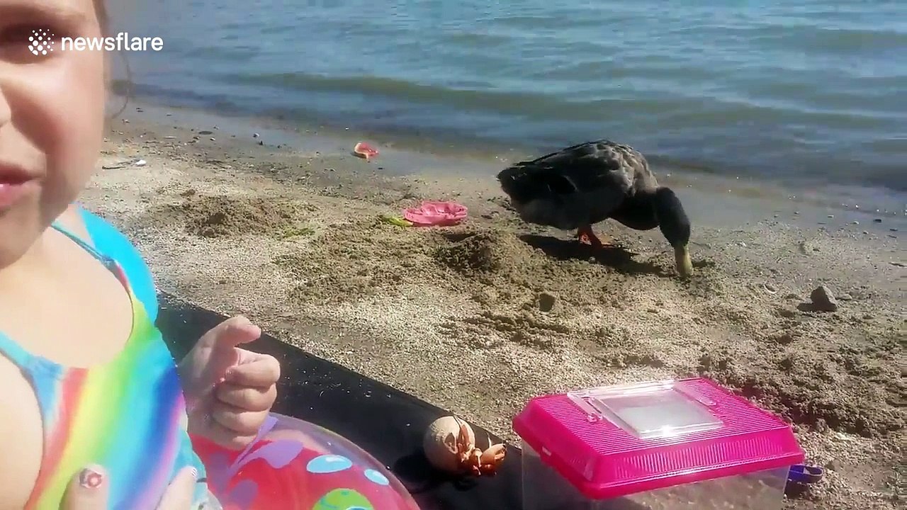 Nice weather for ducks - family takes their quacker to the beach