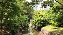 Exploring Hamarikyu Gardens in Tokyo