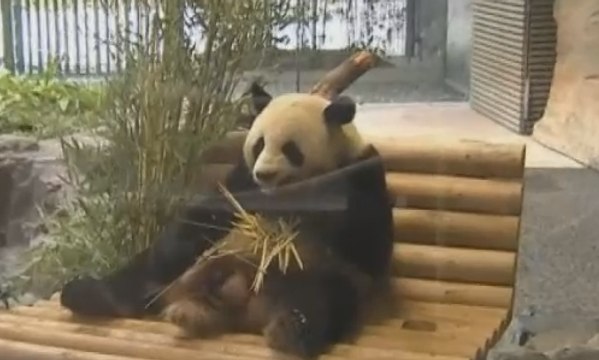 Diplomasi Panda Pererat Hubungan Tiongkok dan Jerman