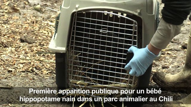 Naissance d'un bébé hippopotame nain dans un zoo chilien