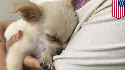 Puppy abandoned in airport bathroom with note from owner