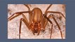 Know the Details of Brown Recluse Spiders