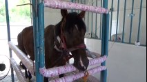 Safkan İngiliz ve Arap Atları Panzehir Üretiyor