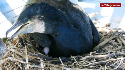 Audierne (29). Naissance de cormorans à l'Aquashow (Le Télégramme)