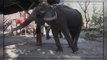 Thaïlande, les éléphants promeneurs de touristes en danger