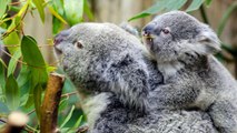 All About Koalas for Kids - Koalas for Chđ