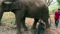 Denuncias las insalubres condiciones para elefantes en atracciones turísticas
