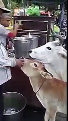 Cow eating gol gappas . love to animals .