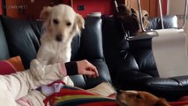 JEALOUS DOGS Want rom Their Owners 2017  [Funny Pet