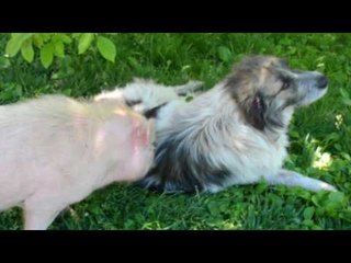 Pig and Dog Are the Best of Pals